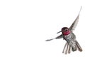 Male Anna`s hummingbird on white background