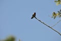 Wildlife Birds Series - Anna\'s Hummingbird - Trochilidae Royalty Free Stock Photo