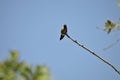 Wildlife Birds Series - Anna\'s Hummingbird - Trochilidae Royalty Free Stock Photo