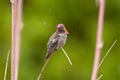 Male Anna\'s hummingbird watching his territory during a summer shower Royalty Free Stock Photo