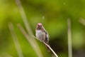 Male Anna\'s hummingbird perched on yucca leaf in a summer rain shower Royalty Free Stock Photo