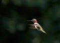 Male Anna`s Hummingbird profile suspended in flight Royalty Free Stock Photo