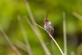 Male Anna\'s hummingbird with raindrops on his head looking into the sky Royalty Free Stock Photo