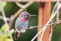 Male Anna`s Hummingbird sitting on a branch, San Francisco bay area, California