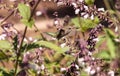 Male Annas Hummingbird, Calypte anna