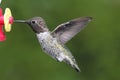 Male Annas Hummingbird (Calypte anna) Royalty Free Stock Photo