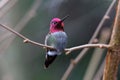 Male Annas Hummingbird Royalty Free Stock Photo