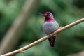 Male Annas Hummingbird