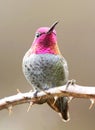 A Male Annas Hummingbird with its Pink Feathers