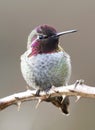 A Male Annas Hummingbird perched on a vine