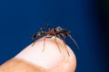 Male  ant mimicking jumping spider on hand Royalty Free Stock Photo