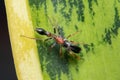 Male  ant mimicking jumping spider on hand Royalty Free Stock Photo