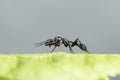 Male Ant Mimicking Spider side view Royalty Free Stock Photo