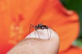 Male ant mimicking spider sits on my finger Royalty Free Stock Photo