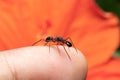 Male ant mimicking spider sits on my finger stock photo