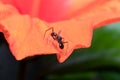 Male ant mimicking spider sits on a orange hibiscus flower Royalty Free Stock Photo