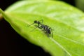 Male Ant Mimicking Spider Royalty Free Stock Photo