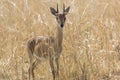 Male antelope oribi standing in the middle of dry grass in the s