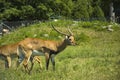 Male antelope Red Lechwe Royalty Free Stock Photo