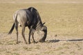 Male antelope wildebeing grazing in a dry savanna in the dry sea