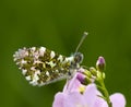 Male Anthocharis cardamines on a purple flower