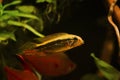 Male Apistogramma mendezi, rare exotic freshwater dwarf cichlid fish in beautiful coloration, caught near Barcelos, Rio Negro Royalty Free Stock Photo