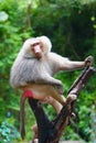 A male Arabian baboon is sitting on a trunk in the zoo Royalty Free Stock Photo