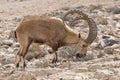 Male Ibex Browsing in Natural Habitat near Mitspe Ramon in Israel Royalty Free Stock Photo