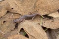 Arboreal Salamander Aneides lugubris on leaf litter