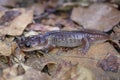 Arboreal Salamander Aneides lugubris on leaves Royalty Free Stock Photo