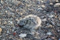 Young Arctic Tern (Sterna paradise) in an exposed rocky nest
