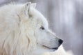 male Arctic wolf (Canis lupus arctos) close-up head portrait in winter landscape Royalty Free Stock Photo
