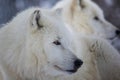 male Arctic wolf (Canis lupus arctos) close-up portrait among the pack Royalty Free Stock Photo