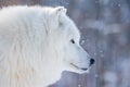 male Arctic wolf (Canis lupus arctos) detailed portrait with snowfall Royalty Free Stock Photo