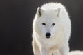 Male Arctic wolf Canis lupus arctos a lonely portrait Royalty Free Stock Photo