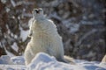 male Arctic wolf (Canis lupus arctos) lying down howling into the snowfall Royalty Free Stock Photo