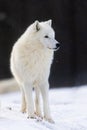 Male Arctic wolf Canis lupus arctos portrait with dark background and snowfall Royalty Free Stock Photo