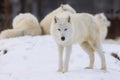 Male Arctic wolf Canis lupus arctos something got his attention Royalty Free Stock Photo