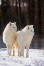 Male Arctic wolf Canis lupus arctos two brothers together