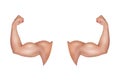 Male arm with a big strong bicep. Healthy power. Tense flex muscles of sportsman. Light brown hand of the sportsman.