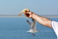 Male arm with slice of bread holding in hand stretched out to feed seagulls with blurry gull in sea background