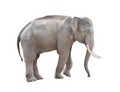 Male asia elephant isolated Royalty Free Stock Photo