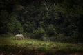 male asia elephant walking alone at khaoyai national park thailand