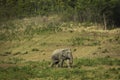 male asia elephant walking in grass field of khaoyai national park thailand