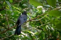 A male Asian Cuckoo bird Eudynamys scolopaceus resting on a branch of a bamboo tree