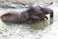 Asian elephant in chains is bathing, cruelty to animals. Royalty Free Stock Photo