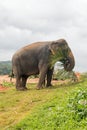 Male Asian Elephant feeding on palm frond in Pinnawala Sri Lanka Asia