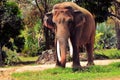 Male Asian elephant in zoo Royalty Free Stock Photo