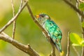 Male Asian Emerald Cuckoo