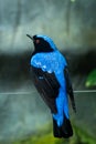 Male Asian fairy-bluebird Irena puella very close up, a beautiful bright blue tropical bird portriat view